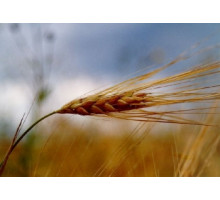 Зародышей пшеницы масло нерафинированное, 500 мл