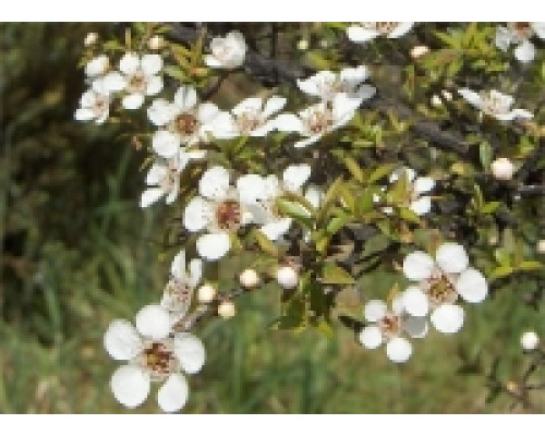 Гидролат Чайного дерева, 500 г