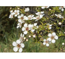 Чайное дерево, 100 мл, натуральное эфирное масло