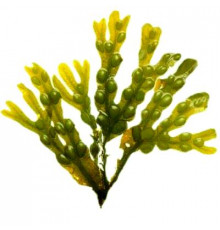 Фукус, порошок, 50 гр
