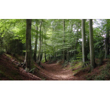 Woodland, 10 г, отдушка Украина (ароматическая композиция по мотивам)