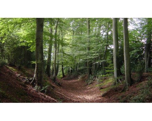 Woodland, 100 г, отдушка Украина (ароматическая композиция по мотивам)