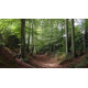 Woodland, 100 г, отдушка Украина (ароматическая композиция по мотивам)
