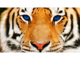 Тигры. СКИДКА 30% от стоимости на сайте